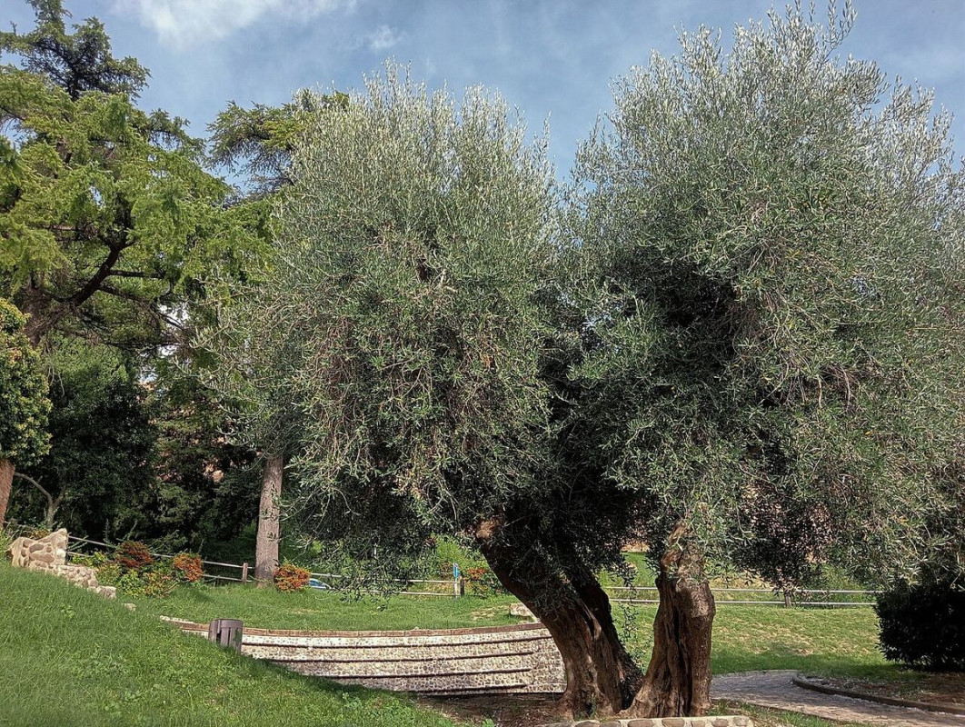 giardino ulivi gradara - foto di maddy16869
