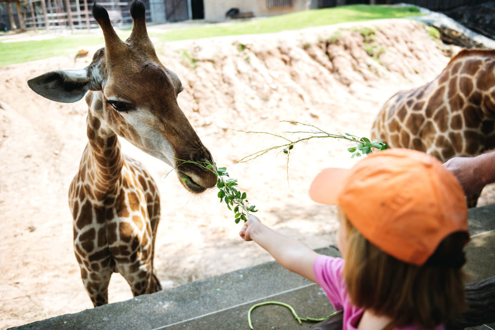 giovane ragazza caucasica che alimenta la giraffa allo zoo