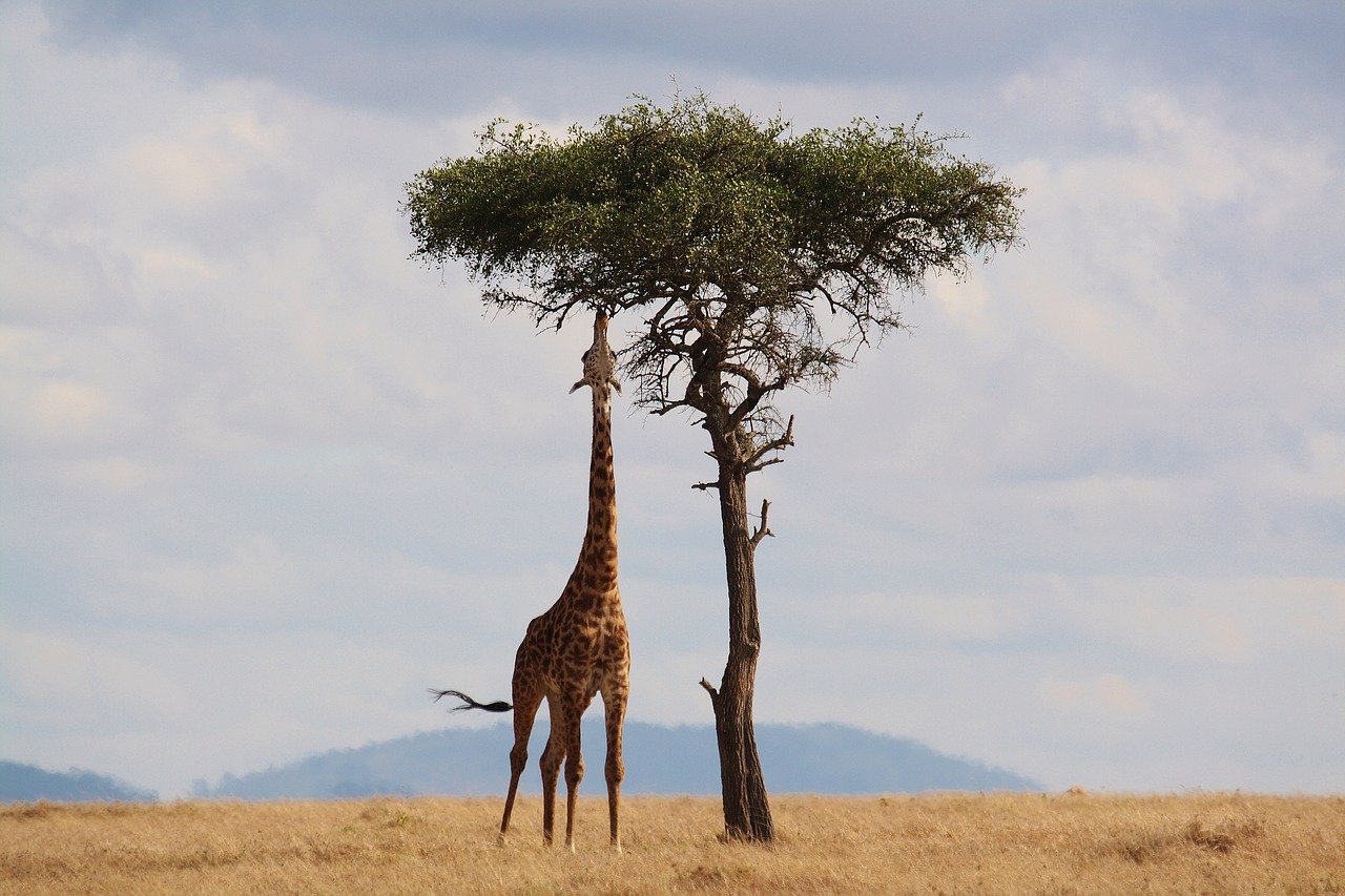 Africa Savana