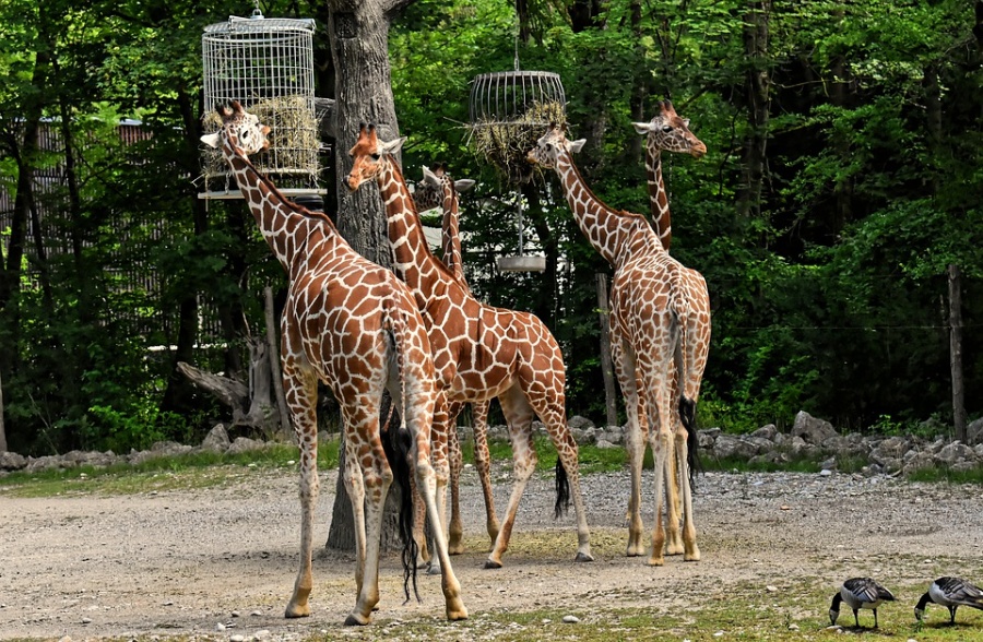 giraffe centre Nairobi