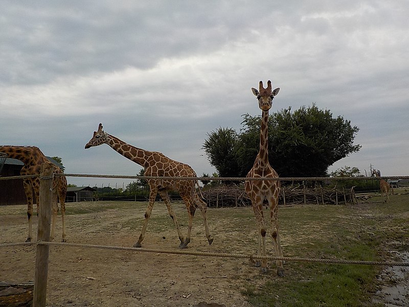 Safari di Ravenna