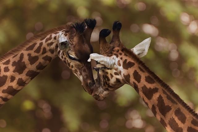 giraffe in africa