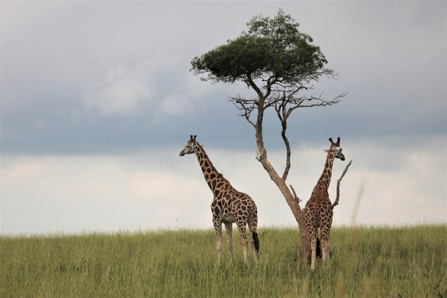 Murchison-Falls-National-Park