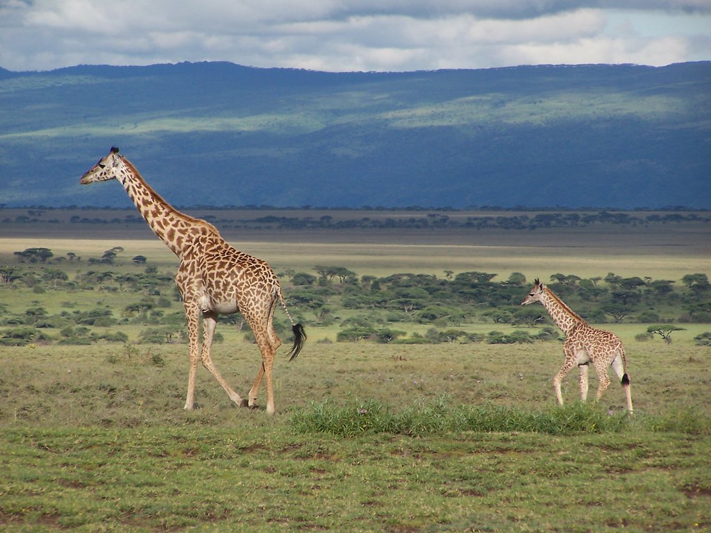giraffes