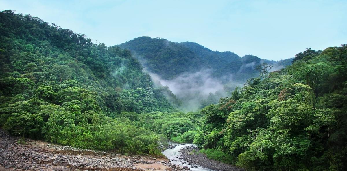 Giungla Jungle Nebbia Alberi Verde