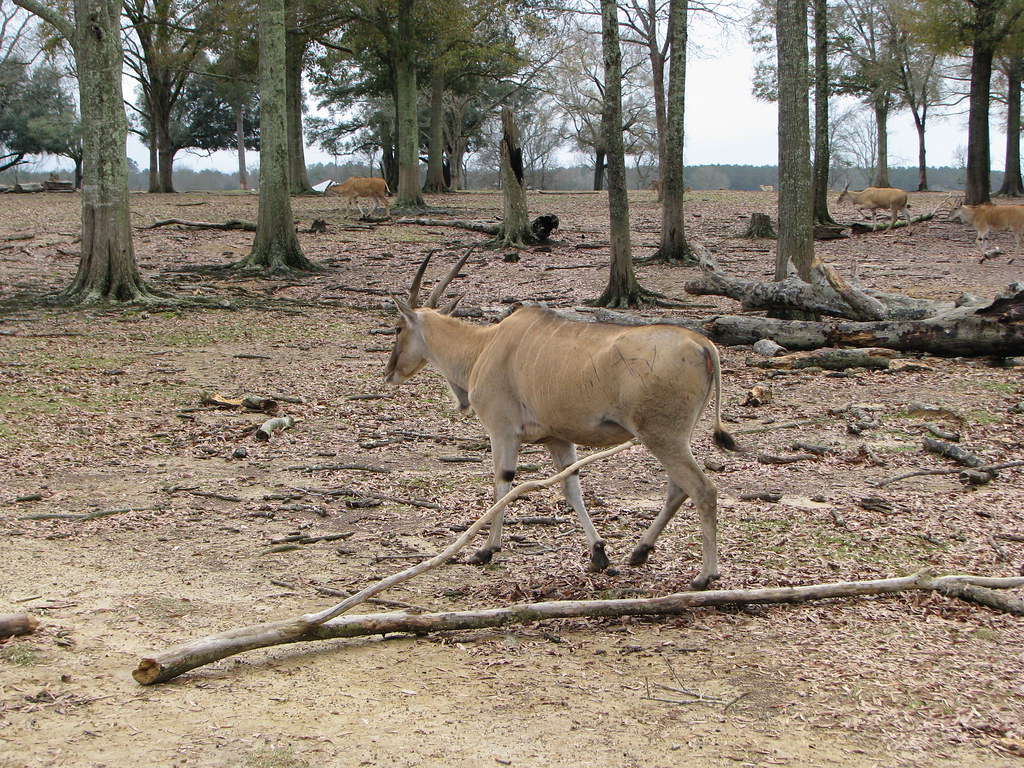 global wildlife center 1