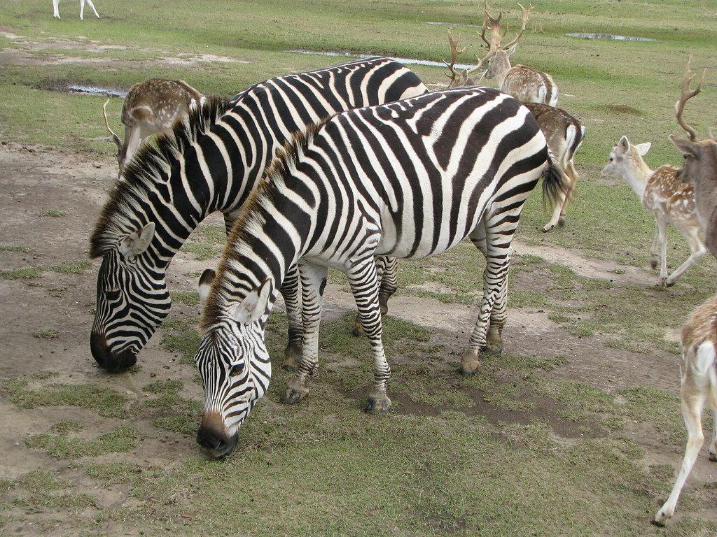 global wildlife center