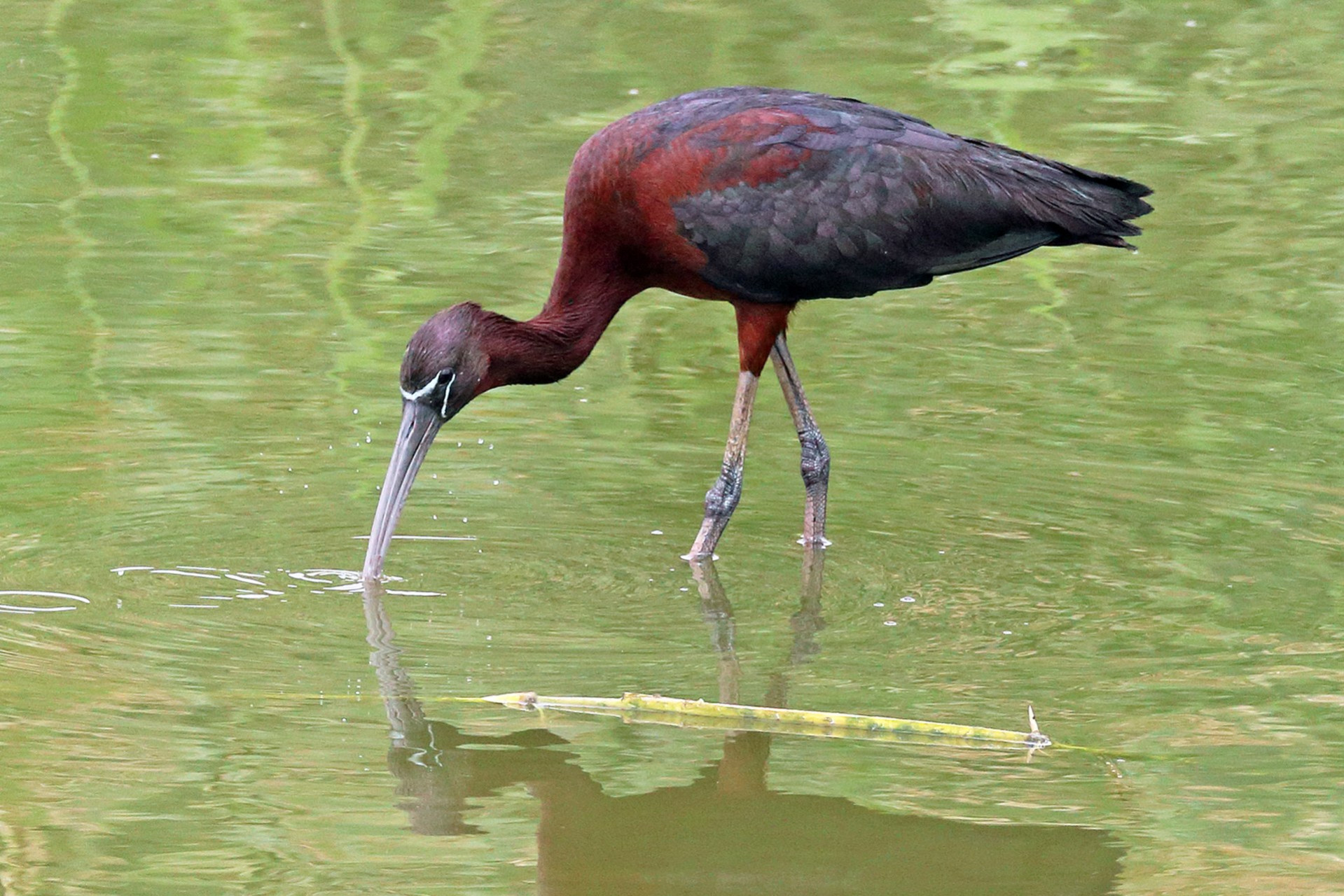 glossy ibis plegadis falcinellus