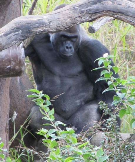 gorilla congo africa