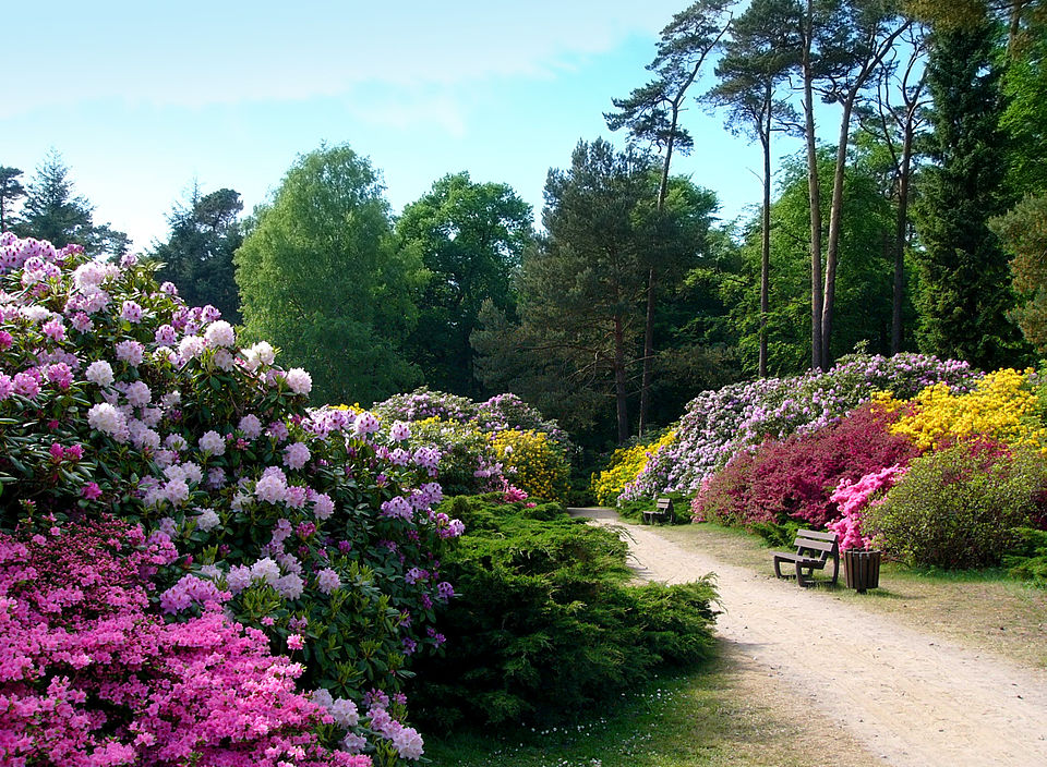 graal muritz rhododendronpark1