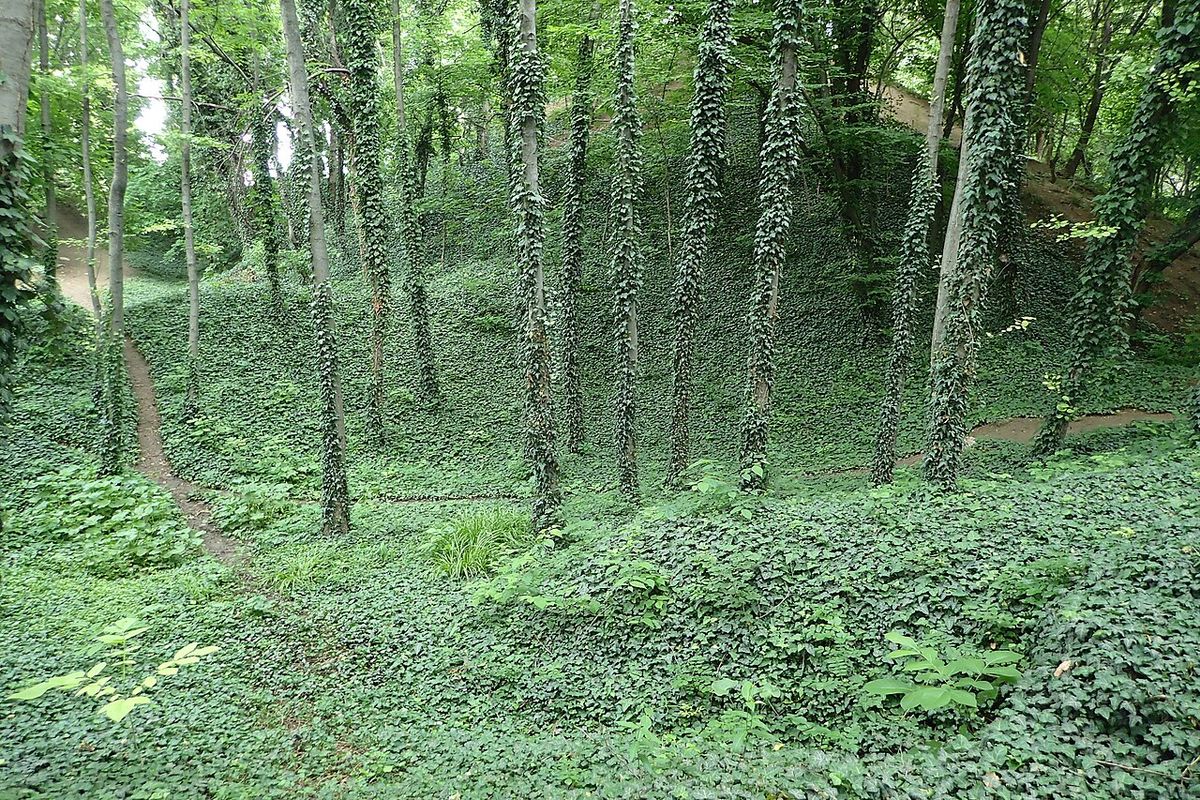 gradina botanica alexandru buia craiova - foto di krzysztof ziarnek, kenraiz