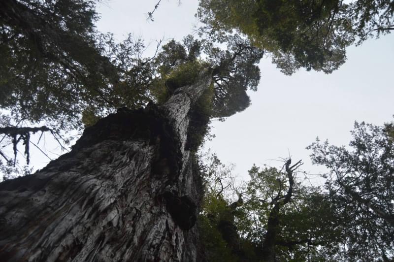 gran abueloparque alerce costero