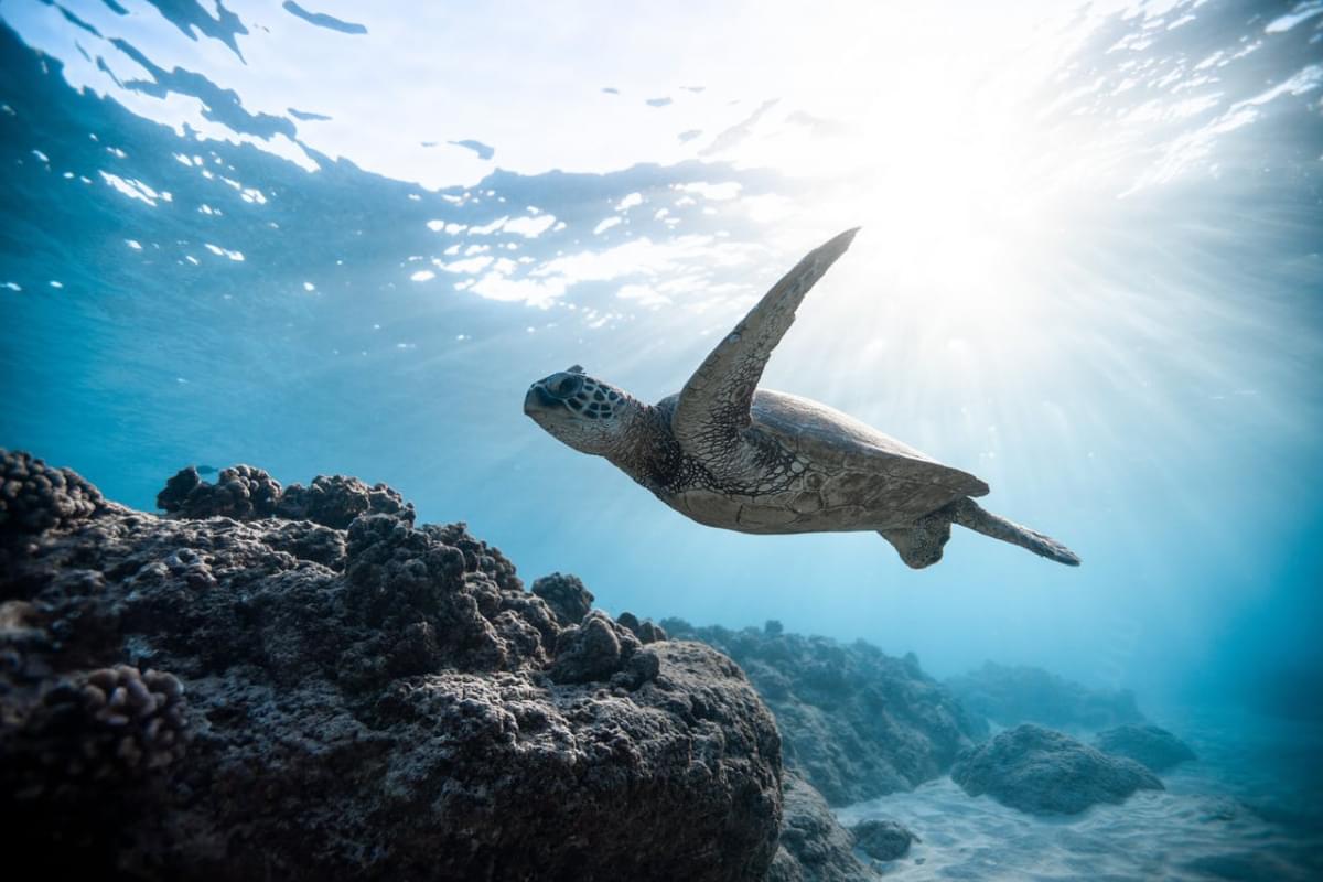 great barrier reef australia