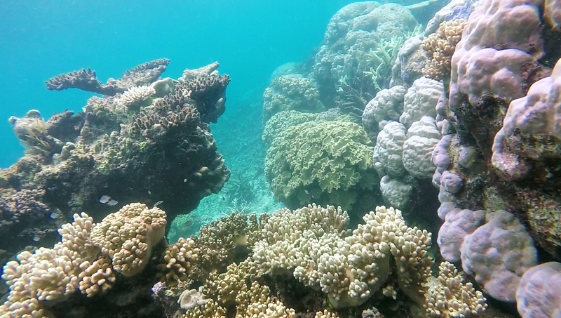 great barrier reef