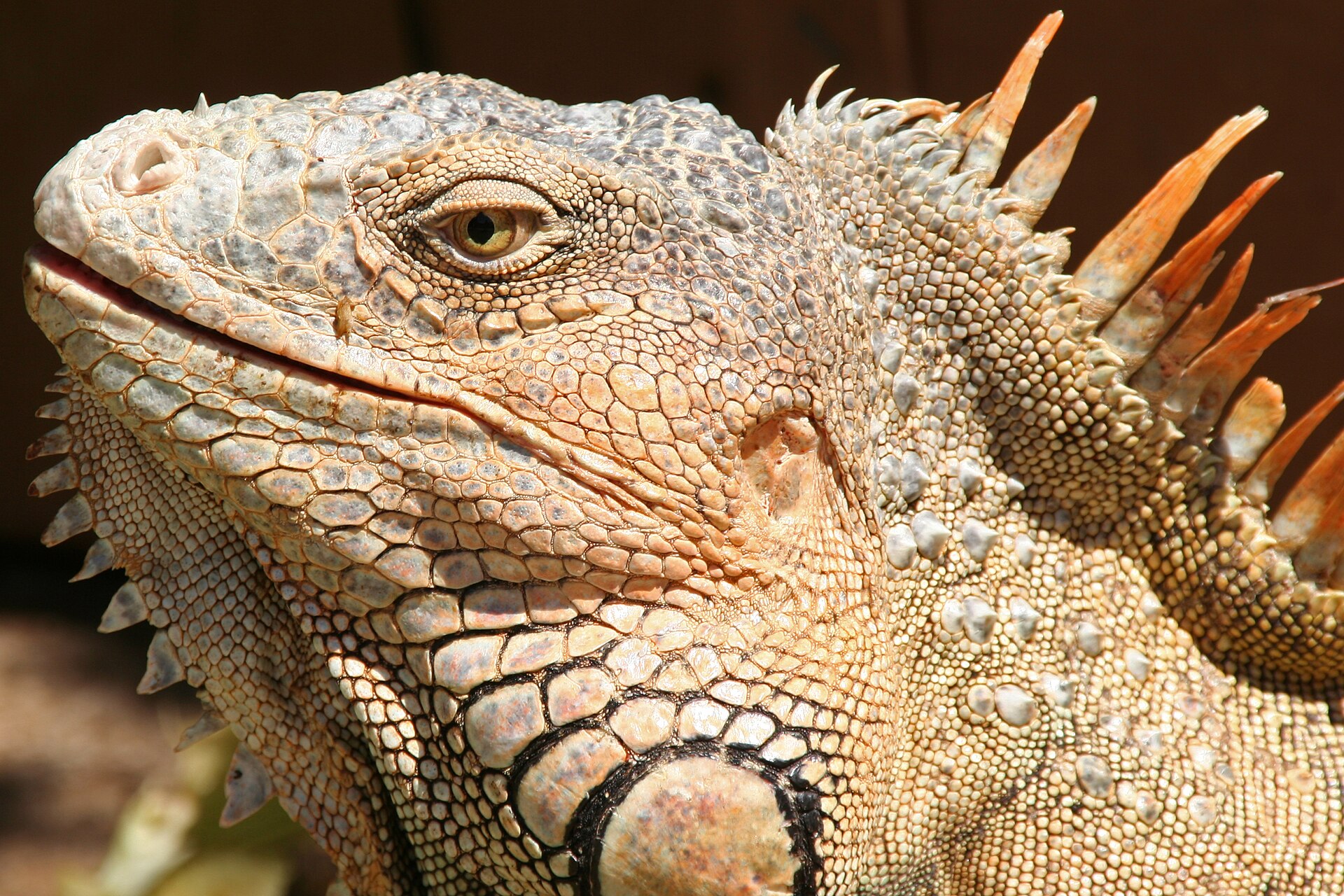 green iguana roatan honduras