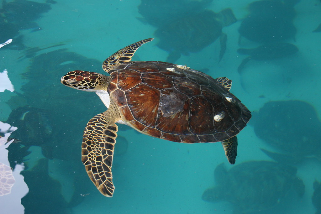 green sea turtle