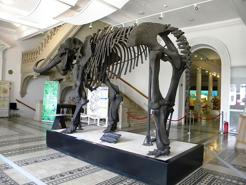 grigore antipa national museum of natural history romania bucharest skeleton of a prehistorical dinosaurs 2