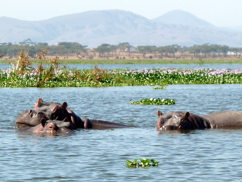 hippo lake naivasha national park panoramio