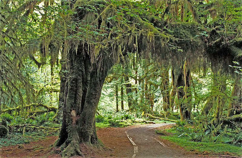 Foresta di Hoh Valley