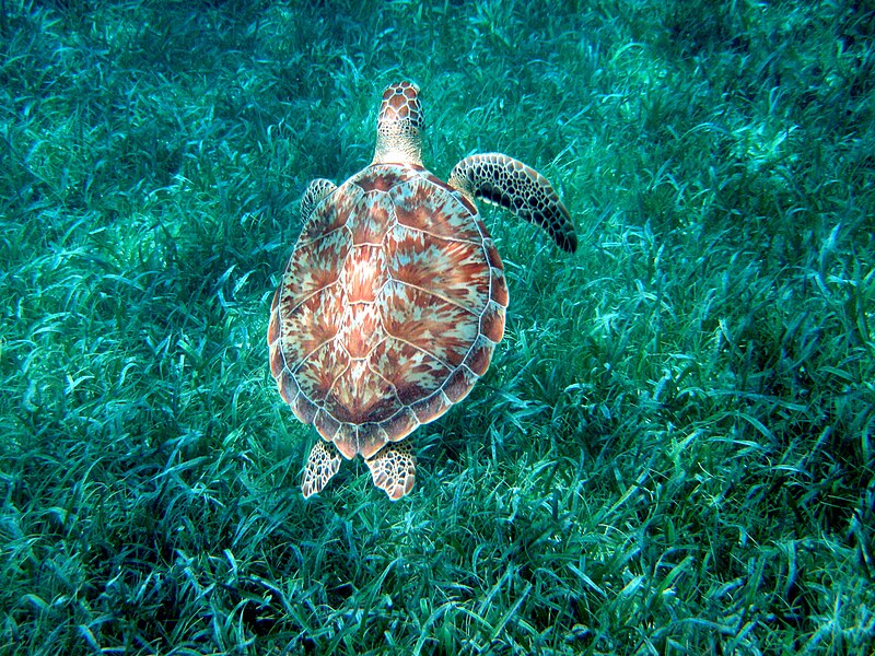 hol chan marin ereserve belize