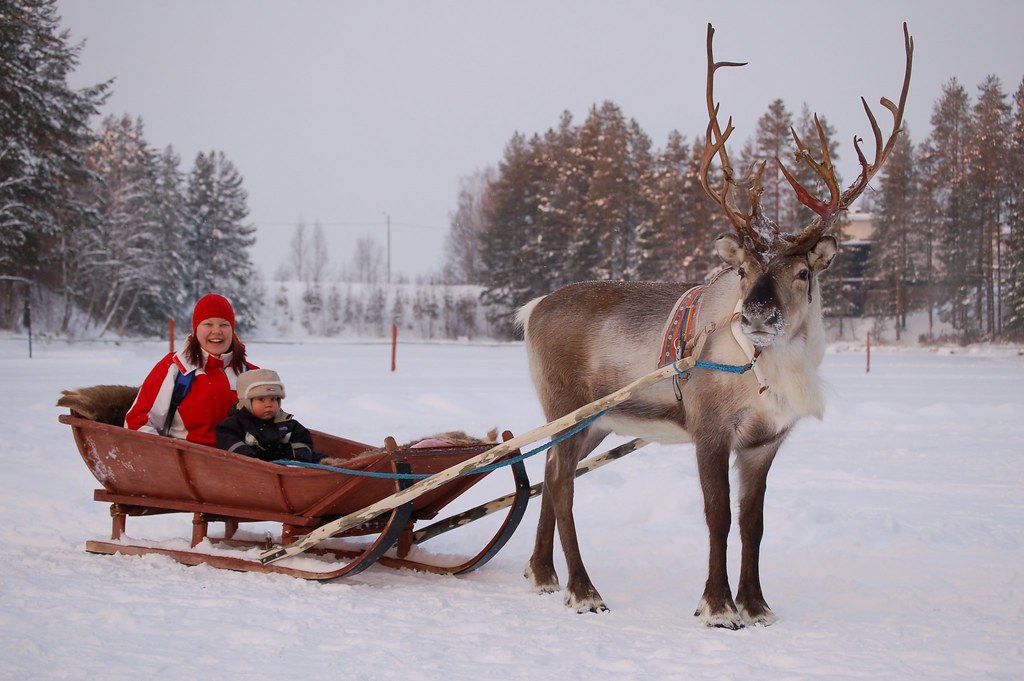 hotel kalevala reindeer sleigh tour on christmas time