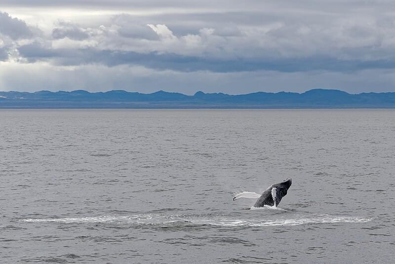 humpback whale faxafloi bay iceland