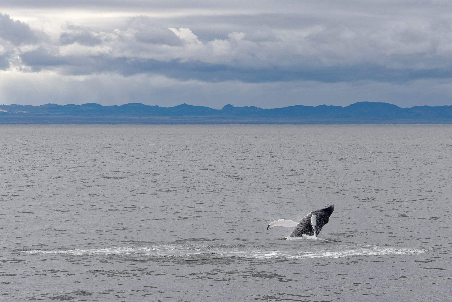 humpbackwhale faxafloibay iceland 2023050710225575