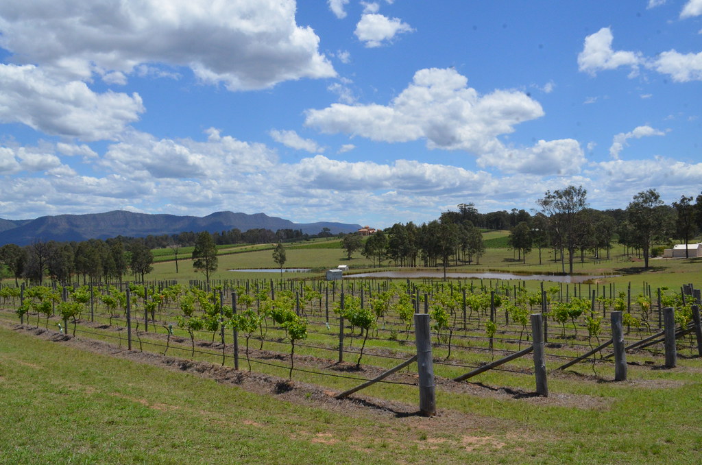 Vigneti della Hunter Valley con colline e cantine