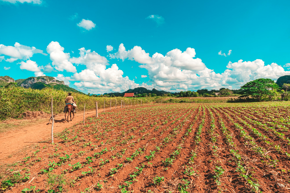 i germogli di tabacco crescono in fila in una piantagione nella valle di vinales cuba bellissimo paesaggio rurale agricoltura cubana il processo di produzione dei sigari