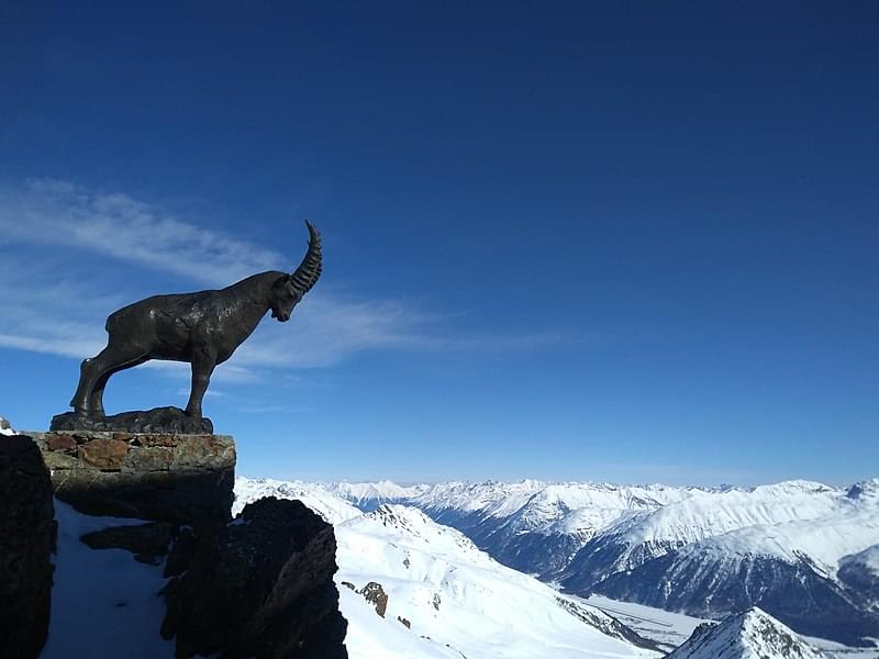 ibex on piz nair