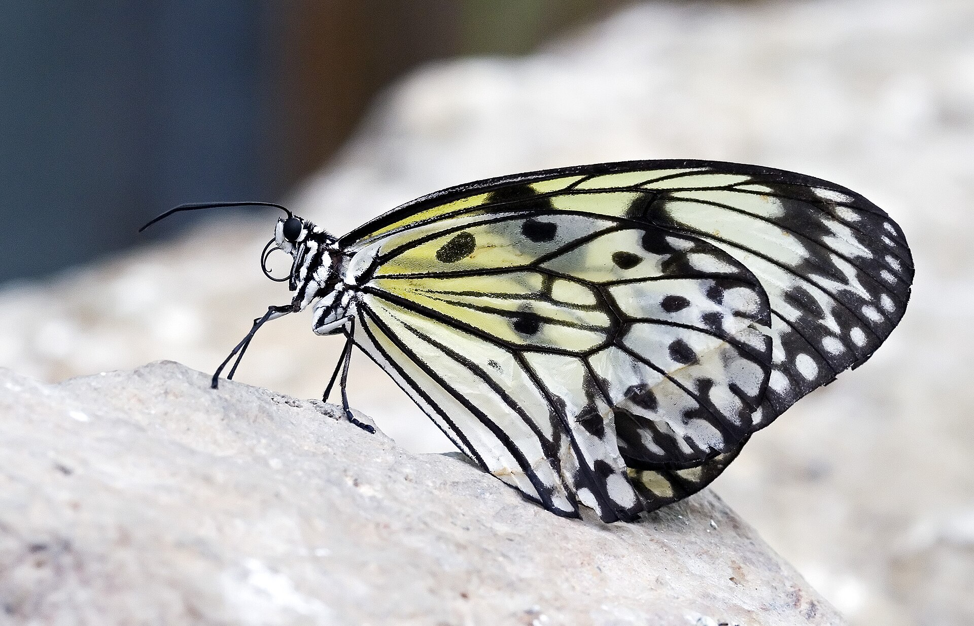 idea electra electra s tree nymph at butterfly arc montegrotto terme i 1