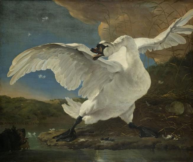 il cigno minacciato