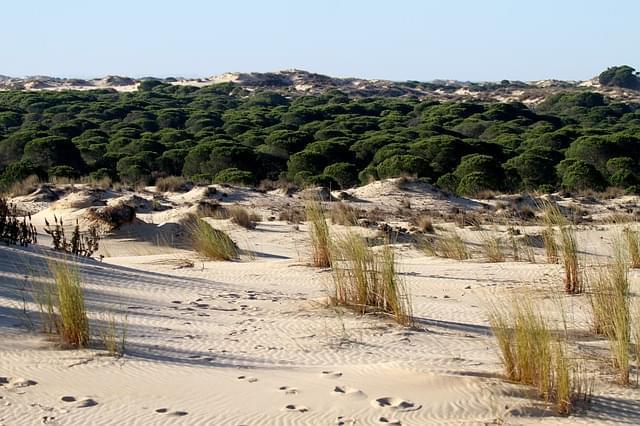 il parco nazionale di donana spagna 1