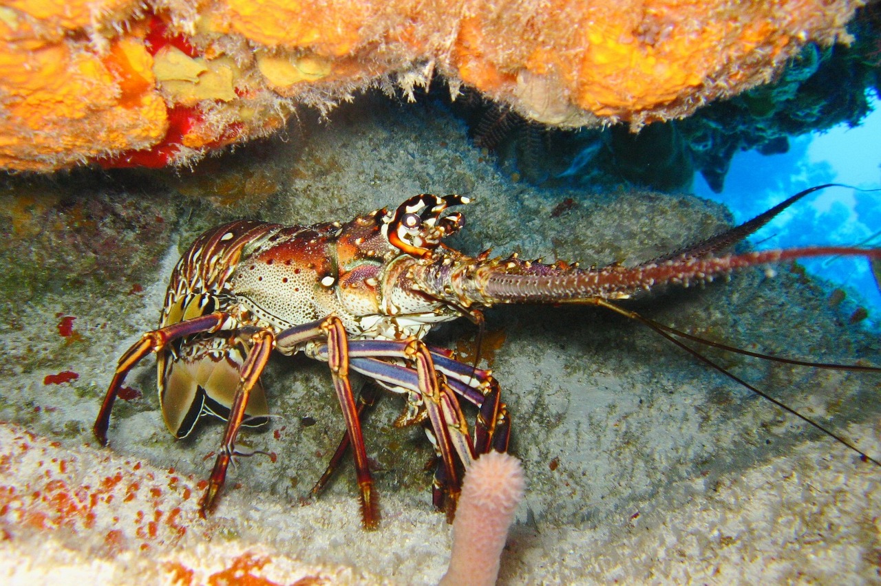 immersione oceano corallo mare