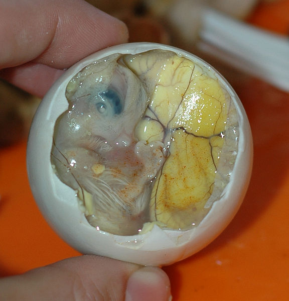 Orrori da gustare balut prima posizione