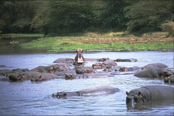 ippopotamilakemanyarapark