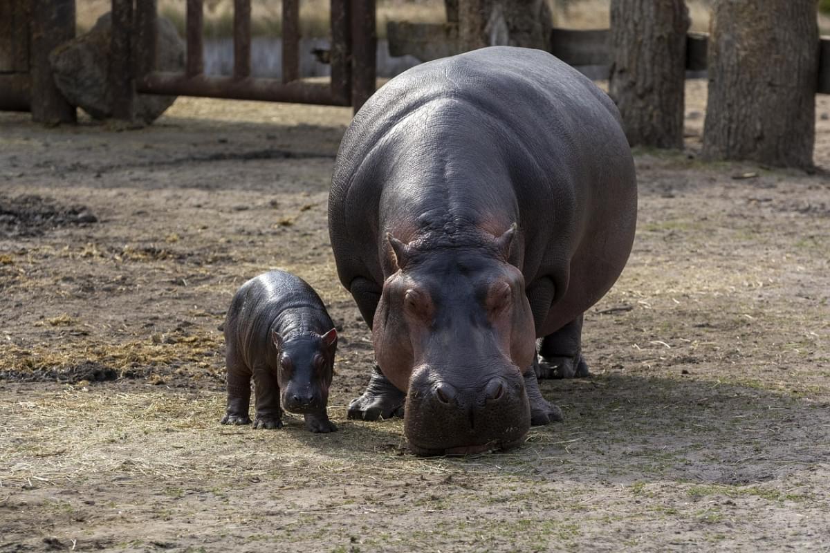 ippopotamo vitello ippopotami zoo 1 1