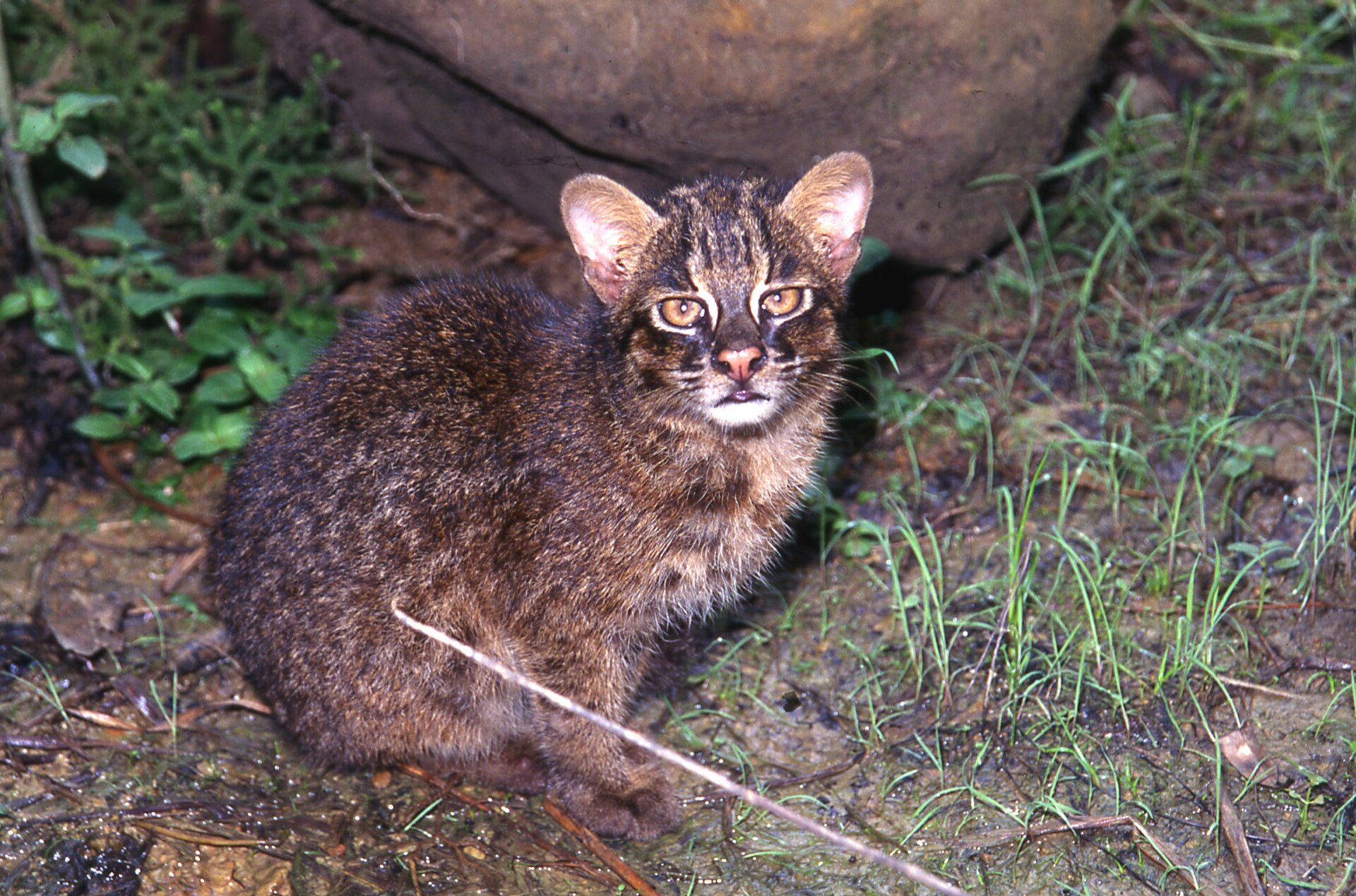 iriomotecat1