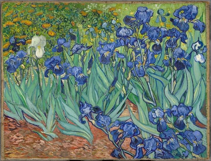 iris van gogh