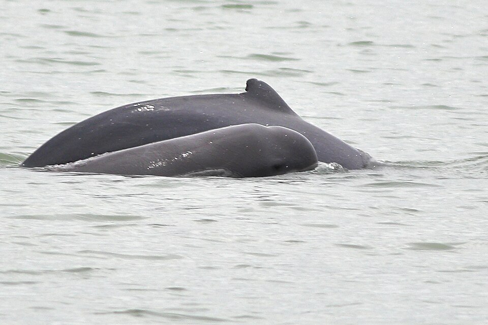 irrawaddy dolphin sundarban west bengal august 2019