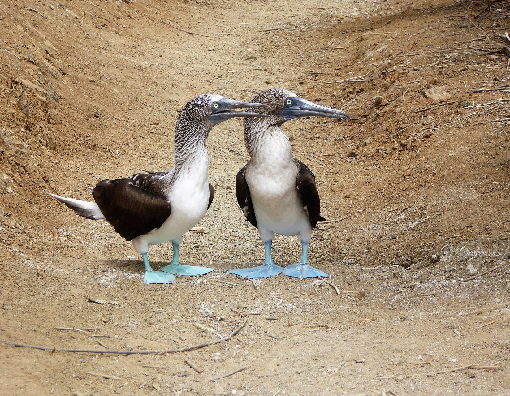 isla de la plata ecuador468