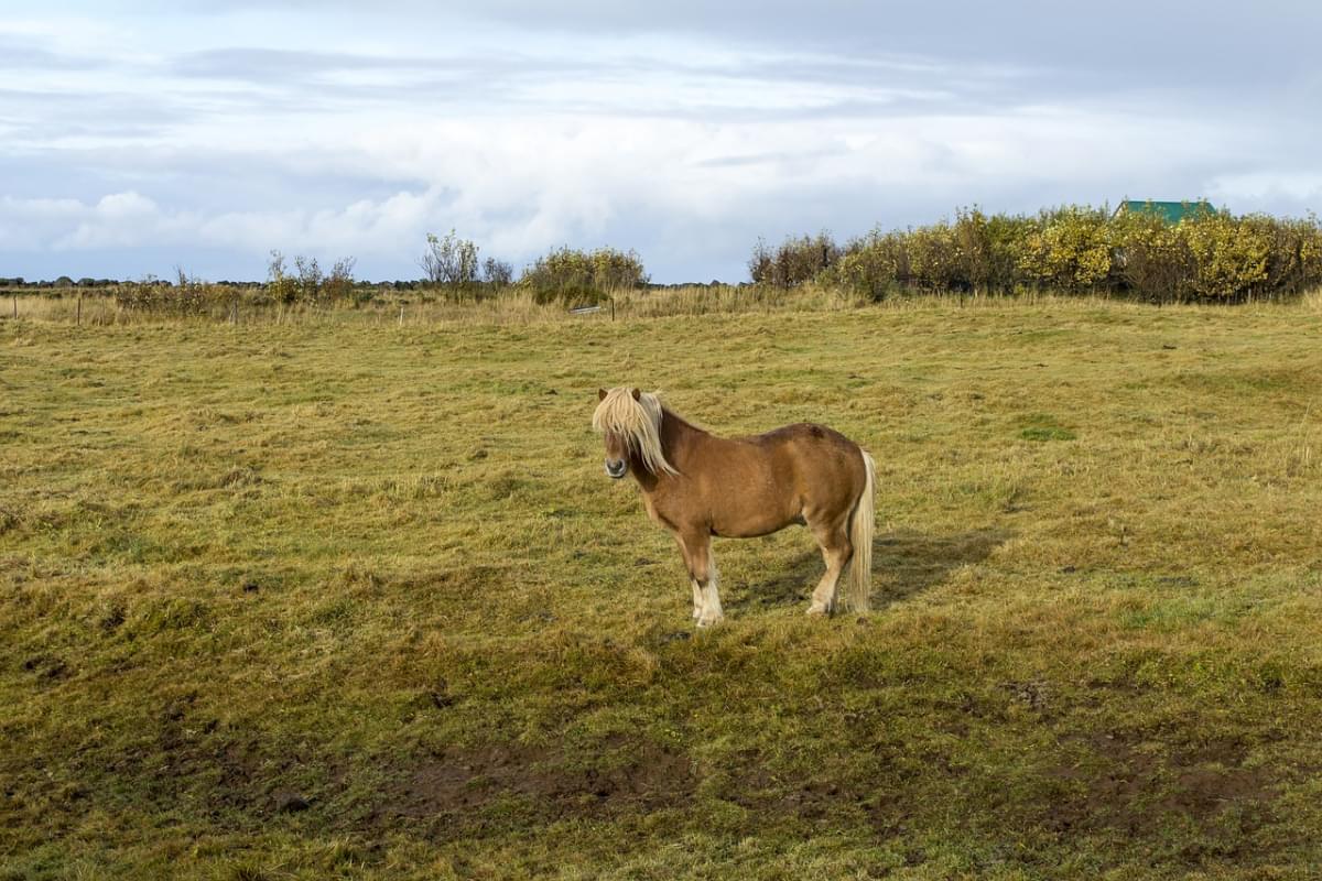 islanda cavallo il cavallo islandese 1