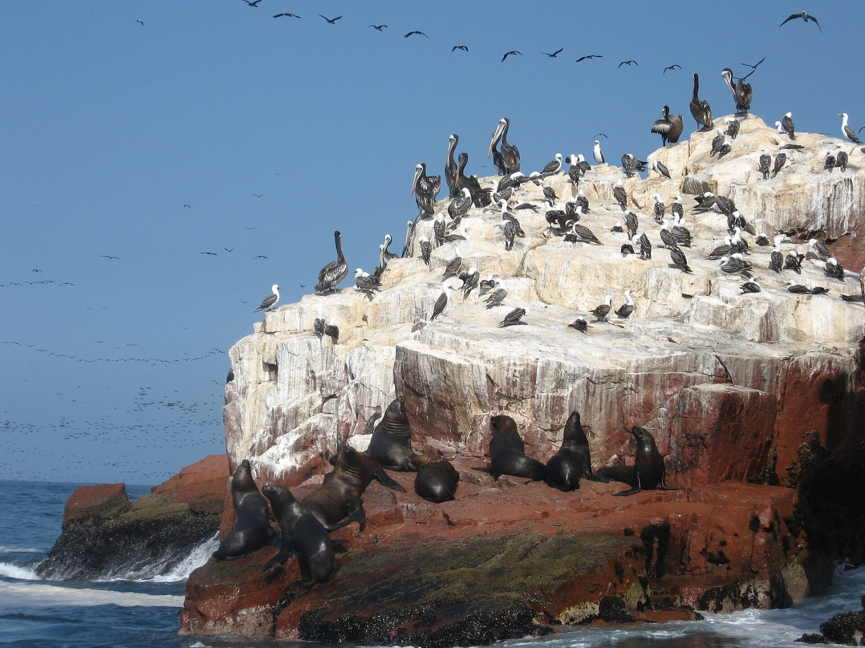 paracas e le isole ballestas