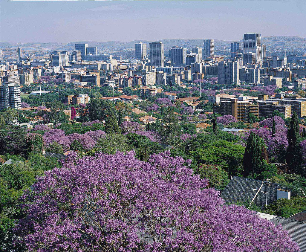 jacaranda city tshwane pretoria south africa