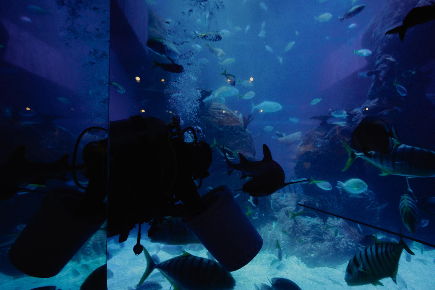 jakarta aquarium safari