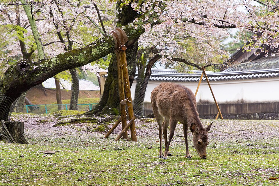 japan 070416 nara 01