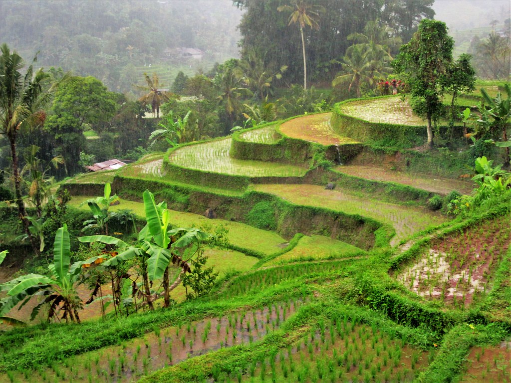 jatiluwih rice terrace