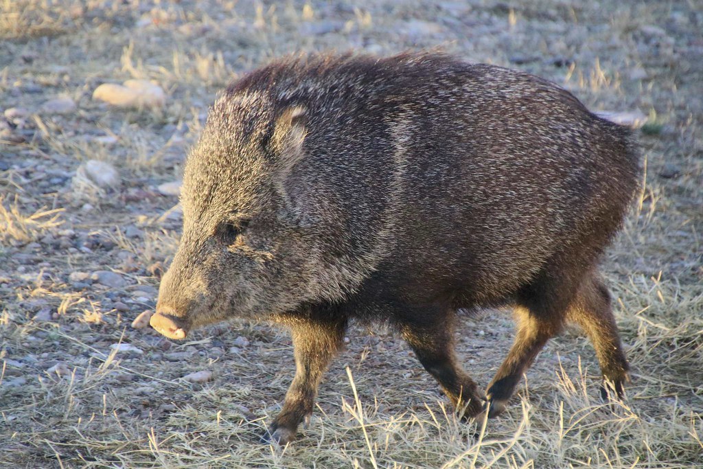 javelina san pedro river valley az