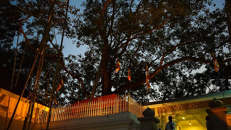 jaya sri maha bodhi