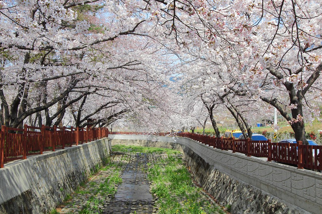 jinhae e e cherry blossom